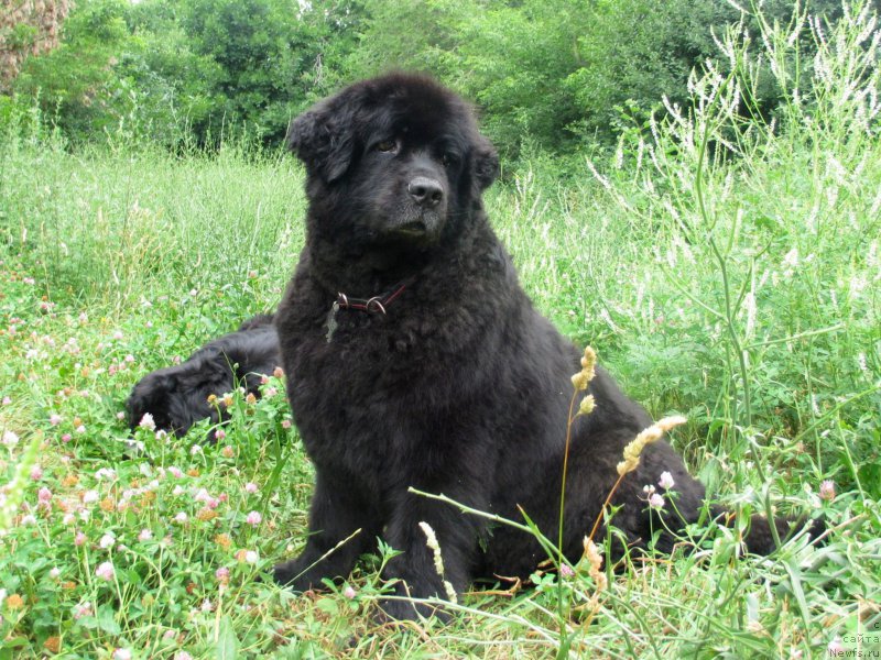 Фото: ньюфаундленд Jenev'ev Garni Ledyen (Женевьев Гарни Ледэн)
