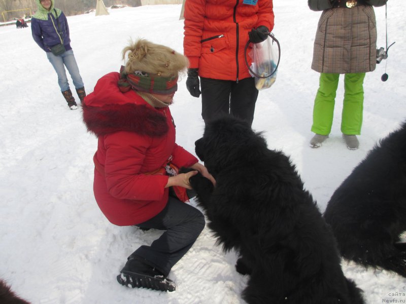 Фото: ньюфаундленд Jenev'ev Garni Ledyen (Женевьев Гарни Ледэн)