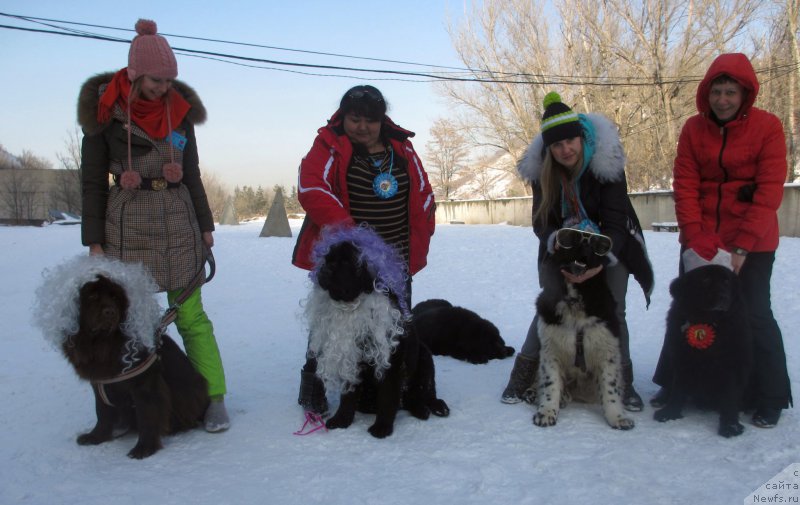 Фото: ньюфаундленд Jenev'ev Garni Ledyen (Женевьев Гарни Ледэн), ньюфаундленд Sent Djons Ulla for Kara Ayular (Сент Джонс Улла для Кара Аюлар), ньюфаундленд Greyt Milki Vey (Грейт Милки Вей)