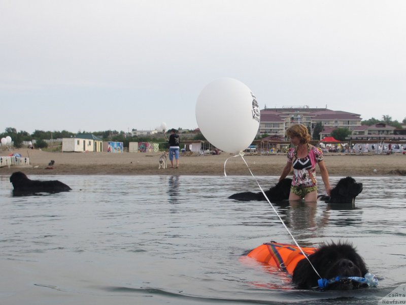Фото: ньюфаундленд Jenev'ev Garni Ledyen (Женевьев Гарни Ледэн), ньюфаундленд Sent Djons Ulla for Kara Ayular (Сент Джонс Улла для Кара Аюлар), ньюфаундленд Kara Ayular Avrora Polaris (Кара Аюлар Аврора Поларис), ньюфаундленд Gem Of YUnivers (Гем Оф Юниверс)