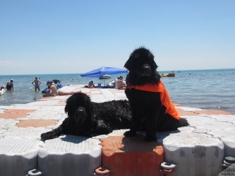 Фото: ньюфаундленд Jenev'ev Garni Ledyen (Женевьев Гарни Ледэн), ньюфаундленд Sent Djons Ulla for Kara Ayular (Сент Джонс Улла для Кара Аюлар)