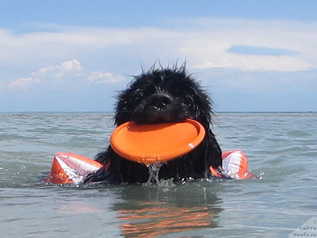Фото: ньюфаундленд Jenev'ev Garni Ledyen (Женевьев Гарни Ледэн)