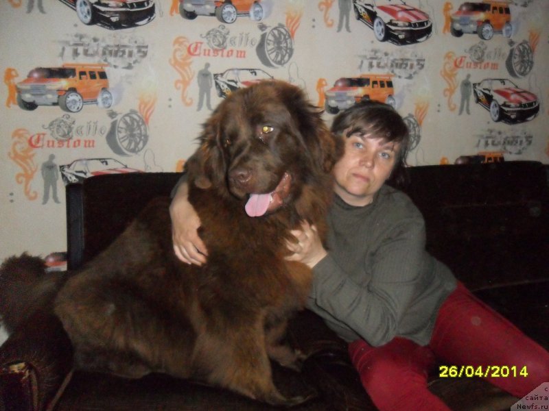 Фото: Svetlana Koryukina (Светлана Корюкина), ньюфаундленд Kallista (Каллиста), КАЛИСТО