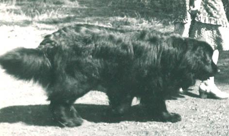 Фото: ньюфаундленд Rikki Fey Mar (Рикки Фей Мар)