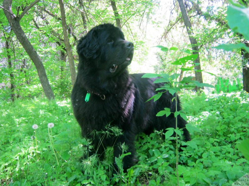 Фото: ньюфаундленд Sent Djons Ulla for Kara Ayular (Сент Джонс Улла для Кара Аюлар)