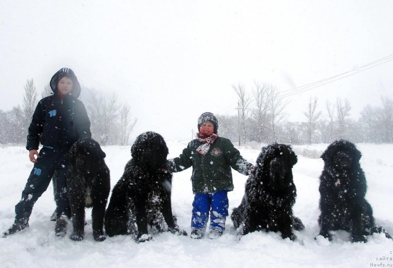 Фото: ньюфаундленд Jenev'ev Garni Ledyen (Женевьев Гарни Ледэн), ньюфаундленд Sent Djons Ulla for Kara Ayular (Сент Джонс Улла для Кара Аюлар), ньюфаундленд Glyanc Of Komets (Глянц Оф Кометс), ньюфаундленд Golden Star Dream (Голден Стар Дреам)