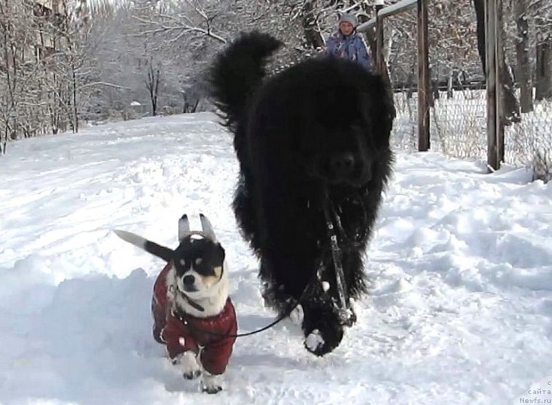 Фото: ньюфаундленд Sent Djons Ulla for Kara Ayular (Сент Джонс Улла для Кара Аюлар)