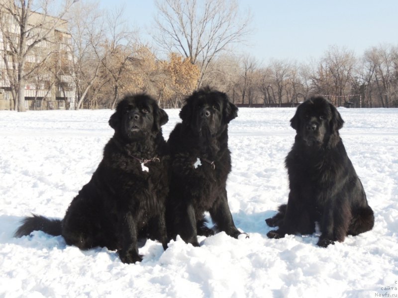 Фото: ньюфаундленд Jenev'ev Garni Ledyen (Женевьев Гарни Ледэн), ньюфаундленд Sent Djons Ulla for Kara Ayular (Сент Джонс Улла для Кара Аюлар), ньюфаундленд Bi Perfekt Arabella (Би Перфект Арабелла)