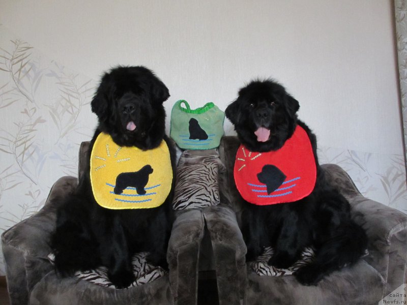 Фото: ньюфаундленд Jenev'ev Garni Ledyen (Женевьев Гарни Ледэн), ньюфаундленд Sent Djons Ulla for Kara Ayular (Сент Джонс Улла для Кара Аюлар)