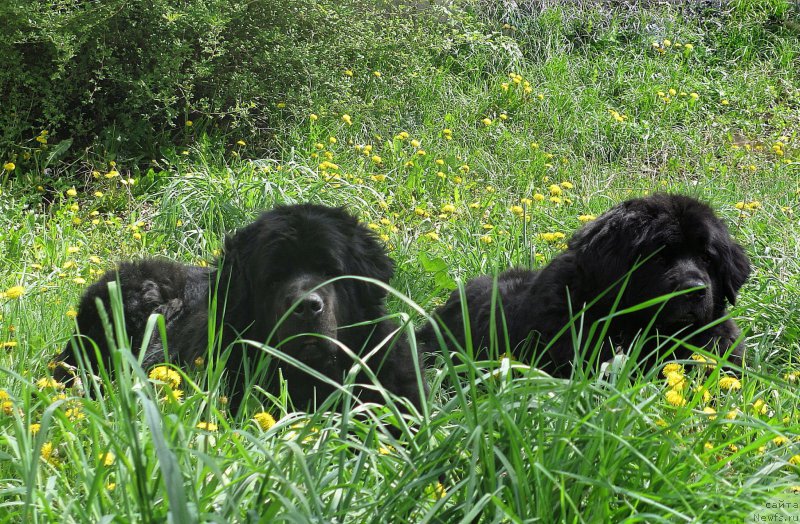 Фото: ньюфаундленд Jenev'ev Garni Ledyen (Женевьев Гарни Ледэн), ньюфаундленд Sent Djons Ulla for Kara Ayular (Сент Джонс Улла для Кара Аюлар)