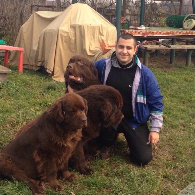 Фото: Vladimir Hachatryan (Владимир Хачатрян), ньюфаундленд Velikiy Medved' Kameliya (Великий Медведь Камелия), ньюфаундленд Charli The Best Helfi Pel (Чарли Де Бест Хелфи Пэл), ньюфаундленд Charmer Denkam Bronze (Чармер Денкам Бронз)
