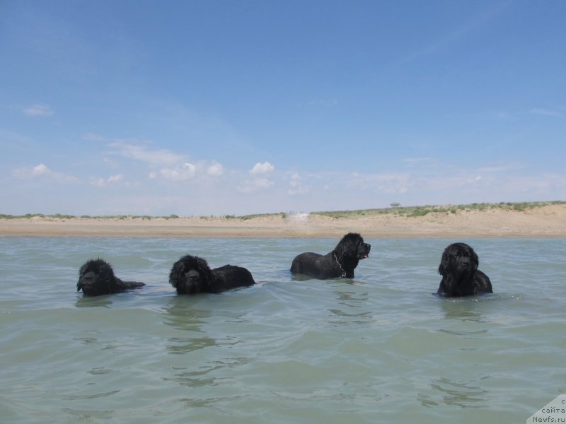 Фото: ньюфаундленд Jenev'ev Garni Ledyen (Женевьев Гарни Ледэн), ньюфаундленд Sent Djons Ulla for Kara Ayular (Сент Джонс Улла для Кара Аюлар), ньюфаундленд Love Story iz Tihogo Omuta (Лав Стори из Тихого Омута), ньюфаундленд Keeper Soul Esaul (Кипер Соул Есаул)