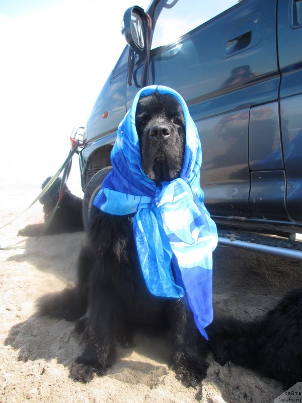 Фото: ньюфаундленд Sent Djons Ulla for Kara Ayular (Сент Джонс Улла для Кара Аюлар)