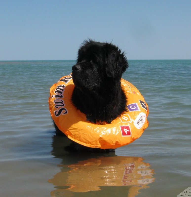 Фото: ньюфаундленд Sent Djons Ulla for Kara Ayular (Сент Джонс Улла для Кара Аюлар)