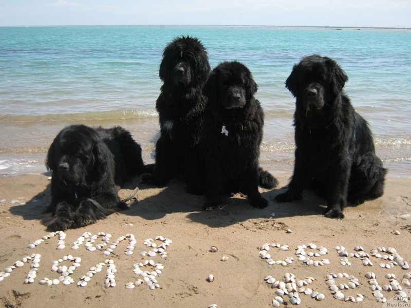 Фото: ньюфаундленд Jenev'ev Garni Ledyen (Женевьев Гарни Ледэн), ньюфаундленд Sent Djons Ulla for Kara Ayular (Сент Джонс Улла для Кара Аюлар), ньюфаундленд Keeper Soul Esaul (Кипер Соул Есаул), ньюфаундленд Love Story iz Tihogo Omuta (Лав Стори из Тихого Омута)