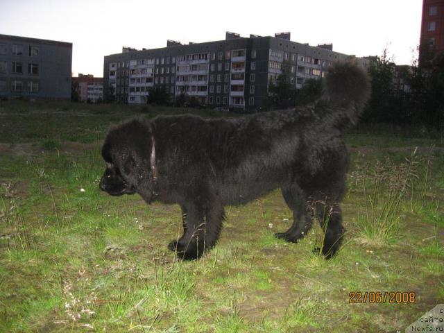 Фото: ньюфаундленд Bessi Vechernyaya Zvezda (Бесси Вечерняя Звезда)