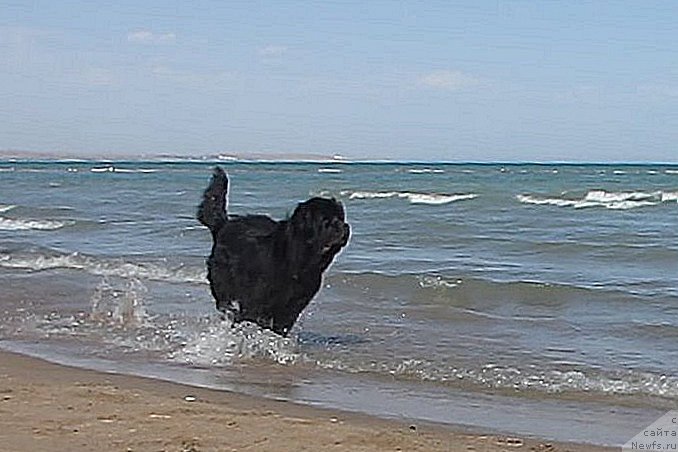 Фото: ньюфаундленд Sent Djons Ulla for Kara Ayular (Сент Джонс Улла для Кара Аюлар)