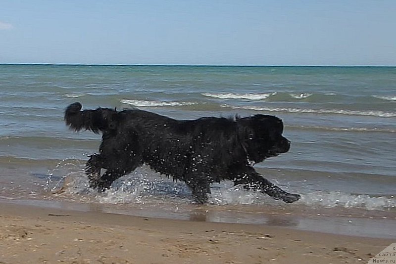 Фото: ньюфаундленд Sent Djons Ulla for Kara Ayular (Сент Джонс Улла для Кара Аюлар)