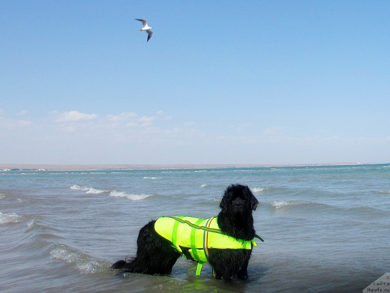 Фото: ньюфаундленд Sent Djons Ulla for Kara Ayular (Сент Джонс Улла для Кара Аюлар)