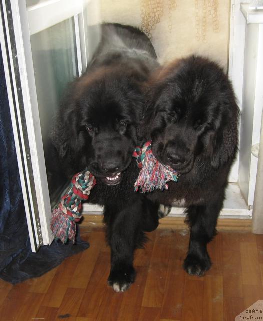 Фото: ньюфаундленд Bessi Vechernyaya Zvezda (Бесси Вечерняя Звезда)