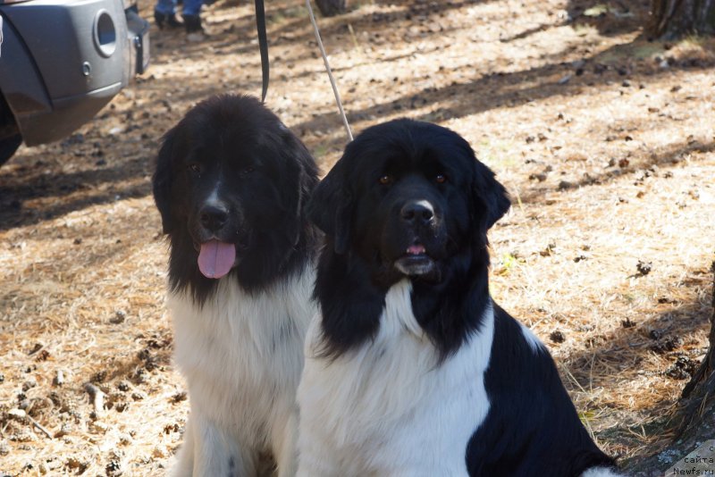 Фото: ньюфаундленд Fluffy Avalanche neck or Nothing (Флюфи Аваланч Неск ор Нотхинг), ньюфаундленд CHernyiy SHarm Velikobritaniya (Черный Шарм Великобритания)