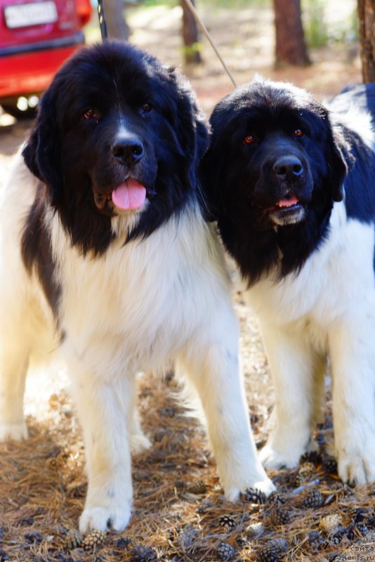 Фото: ньюфаундленд Fluffy Avalanche neck or Nothing (Флюфи Аваланч Неск ор Нотхинг), ньюфаундленд CHernyiy SHarm Velikobritaniya (Черный Шарм Великобритания)