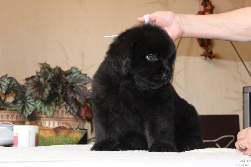 Фото: ньюфаундленд Brownblood MSK Harita Havva (Браунблад МСК Харита Хавва)