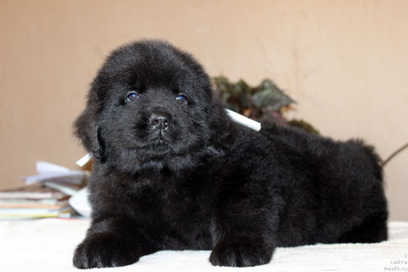 Фото: ньюфаундленд Brownblood MSK Harita Havva (Браунблад МСК Харита Хавва)