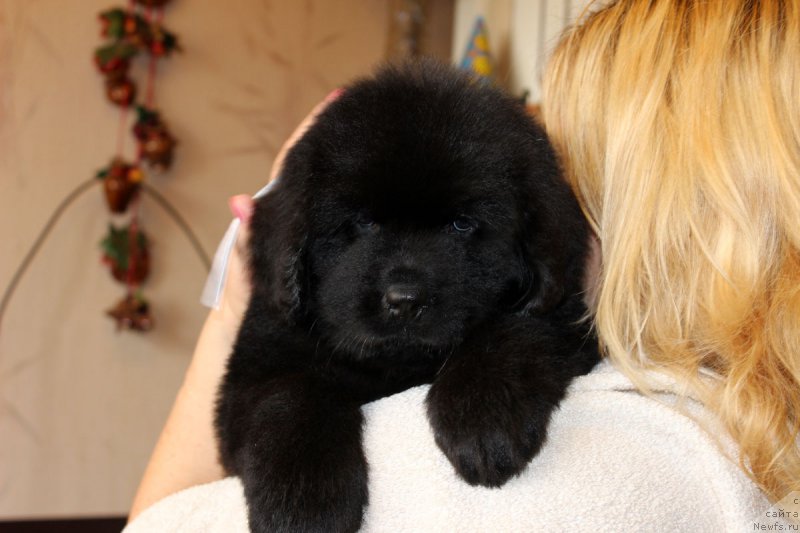 Фото: ньюфаундленд Brownblood MSK Harita Havva (Браунблад МСК Харита Хавва)