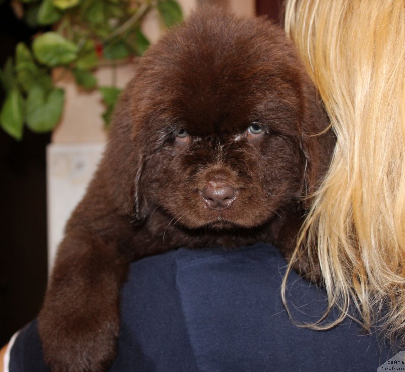 Фото: ньюфаундленд Brownblood MSK Happy Teddy (Браунблад МСК Хэппи Тедди)