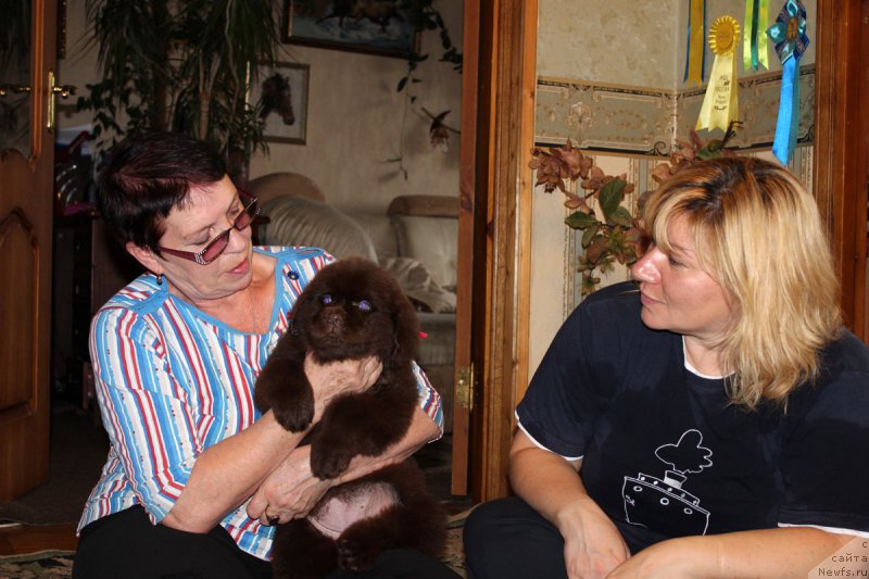 Фото: Lyudmila Prohorova (Людмила Прохорова), ньюфаундленд Brownblood MSK Happy Teddy (Браунблад МСК Хэппи Тедди), Ekaterina Stankevich (Екатерина Станкевич)