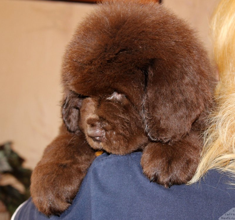 Фото: ньюфаундленд Brownblood MSK Hakim Gold Haydar (Браунблад МСК Хаким Голд Хайдар)