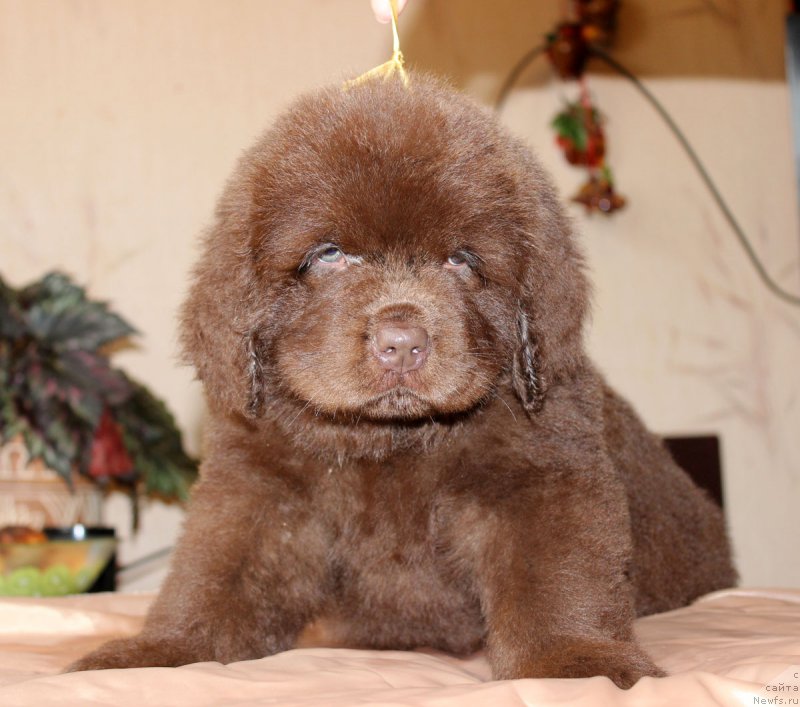 Фото: ньюфаундленд Brownblood MSK Hakim Gold Haydar (Браунблад МСК Хаким Голд Хайдар)
