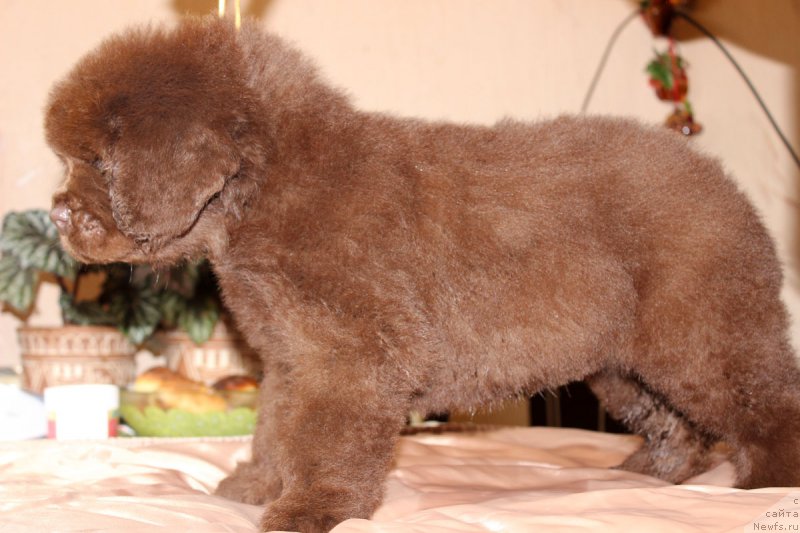 Фото: ньюфаундленд Brownblood MSK Hakim Gold Haydar (Браунблад МСК Хаким Голд Хайдар)