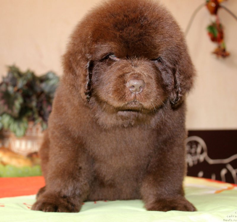 Фото: ньюфаундленд Brownblood MSK Hayes Hago (Браунблад МСК Хаиес Хаго)