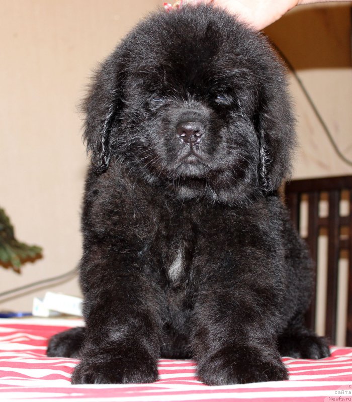 Фото: ньюфаундленд Brownblood MSK Harricane Higgins (Браунблад МСК Харрикейн Хиггенс)