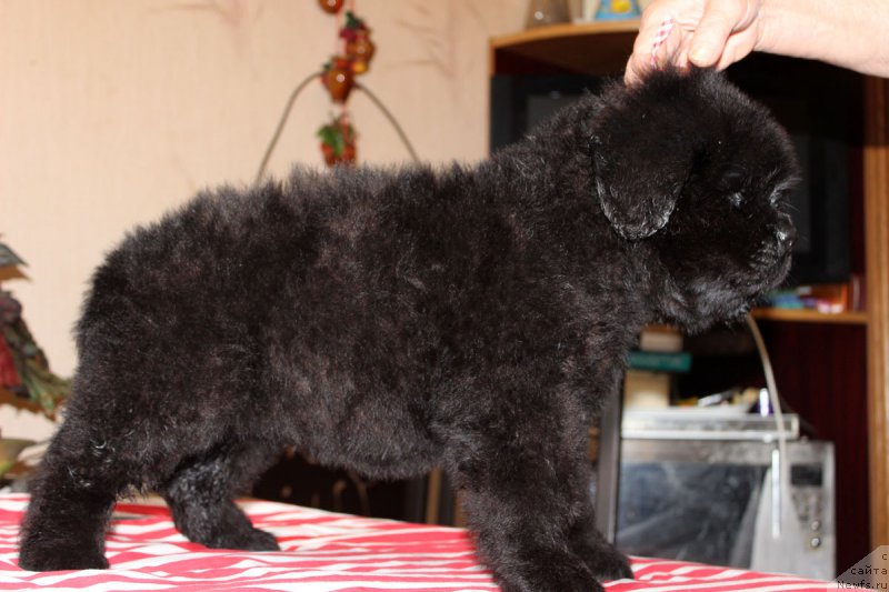 Фото: ньюфаундленд Brownblood MSK Harricane Higgins (Браунблад МСК Харрикейн Хиггенс)