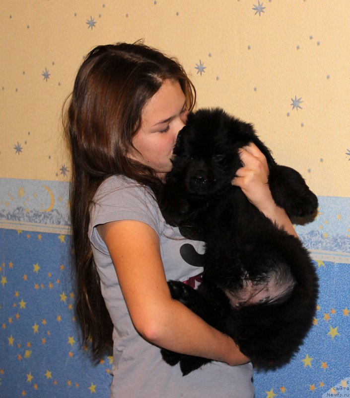 Фото: ньюфаундленд Brownblood MSK Harricane Higgins (Браунблад МСК Харрикейн Хиггенс)