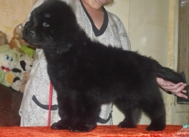 Фото: ньюфаундленд Eksklyuzivnaya Shtuchka ot Tsatsiby (Эксклюзивная Штучка от Цацибы)