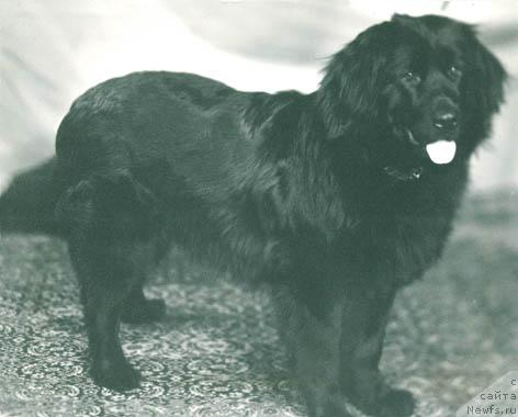 Фото: ньюфаундленд Ryensis Finchli (Рэнсис Финчли)