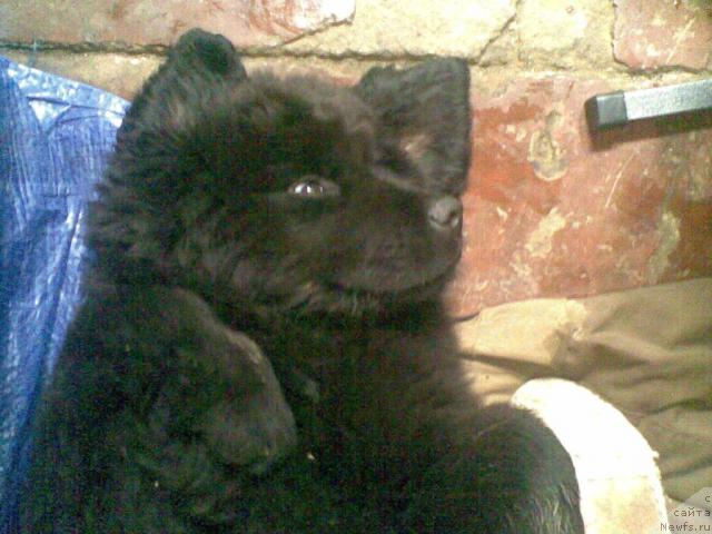 Фото: [p994]Прелесть Бонитта.