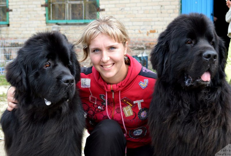 Фото: ньюфаундленд N'yufort SHum Priboya (Ньюфорт Шум Прибоя), Ol'ga Ivanova (Ольга Иванова), ньюфаундленд Kiper Soul Layon Hyeert (Кипер Соул Лайон Хэерт)