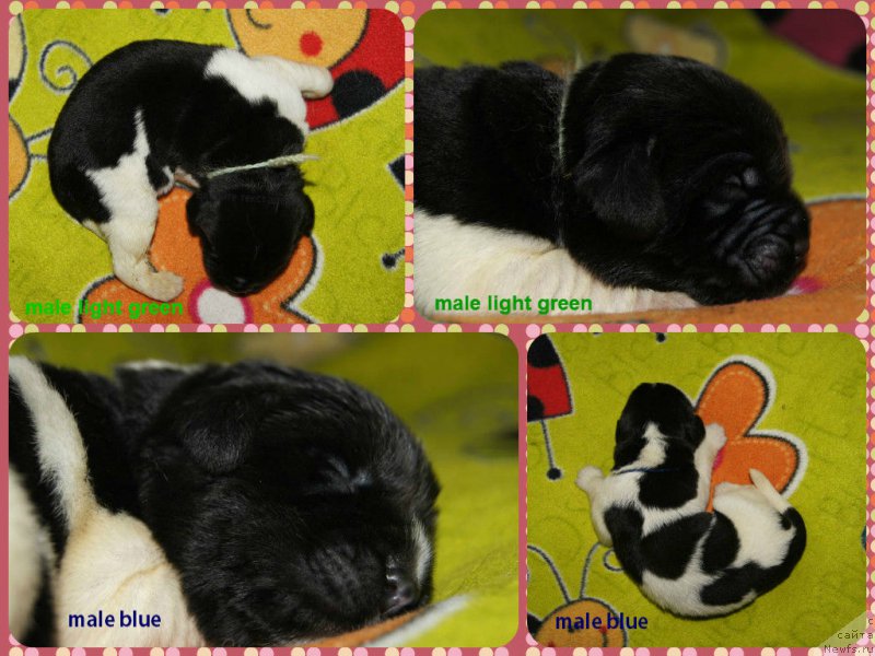 Фото: ньюфаундленд Super Premium Zheneva (Супер Премиум Женева), дети, ньюфаундленд Super Bizon Maestro (Супер Бизон Маэстро), ньюфаундленд Super Bizon Maybah (Супер Бизон Майбах)