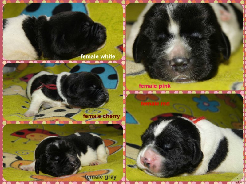 Фото: ньюфаундленд Super Bizon Mursielaga (Супер Бизон Мурсиелага), ньюфаундленд Super Bizon Miroslava (Супер Бизон Мирослава), ньюфаундленд Super Bizon Malina (Супер Бизон Малина), ньюфаундленд Super Bizon Melodiya (Супер Бизон Мелодия), ньюфаундленд Super Bizon Matil'da (Супер Бизон Матильда)