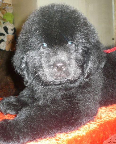 Фото: ньюфаундленд Eksklyuzivnaya Shtuchka ot Tsatsiby (Эксклюзивная Штучка от Цацибы)