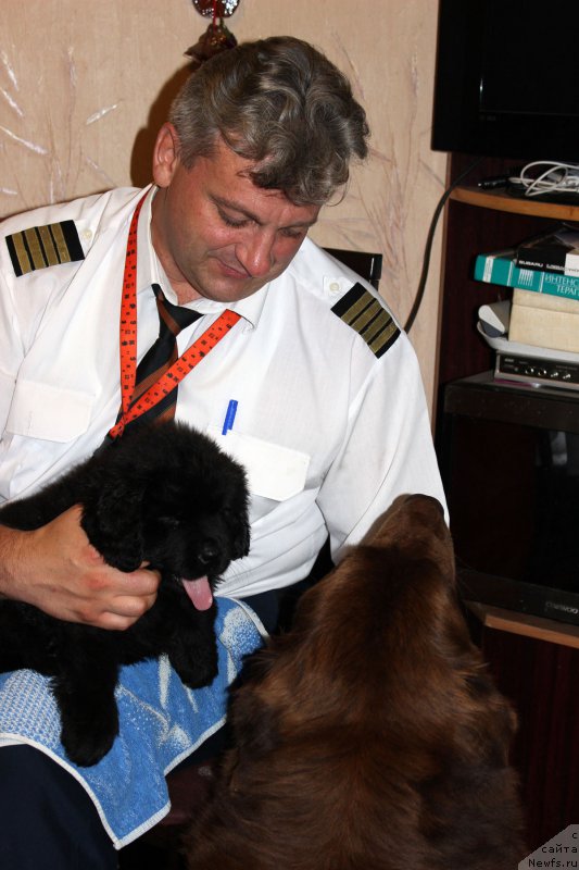 Фото: ньюфаундленд Brownblood MSK Harita Havva (Браунблад МСК Харита Хавва), Evgeniy Kurpas (Евгений Курпас)