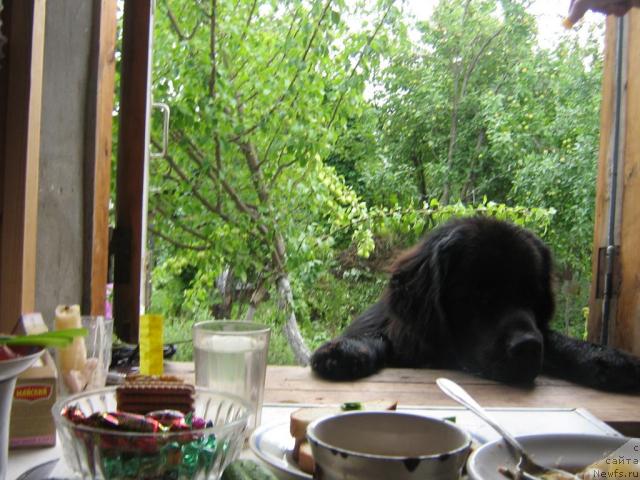 Фото: ньюфаундленд Arman'yak Dushi Moey (Арманьяк Души Моей)