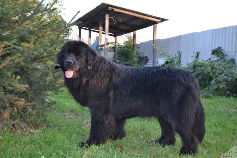 Фото: ньюфаундленд Talisman Morya Mishel' (Талисман Моря Мишель)