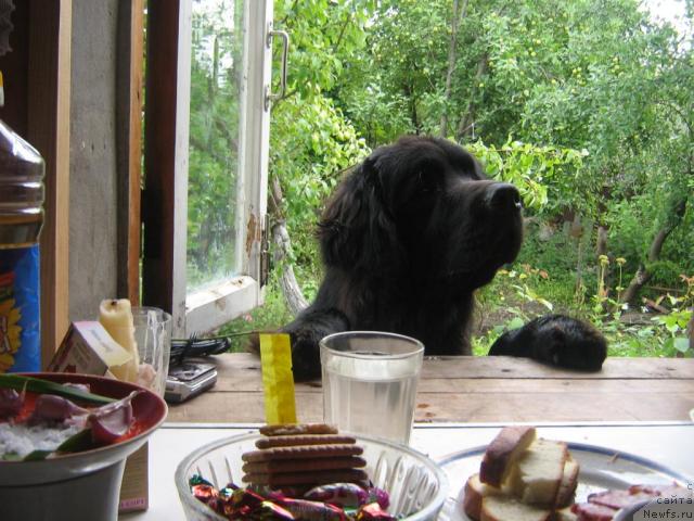 Фото: ньюфаундленд Arman'yak Dushi Moey (Арманьяк Души Моей)