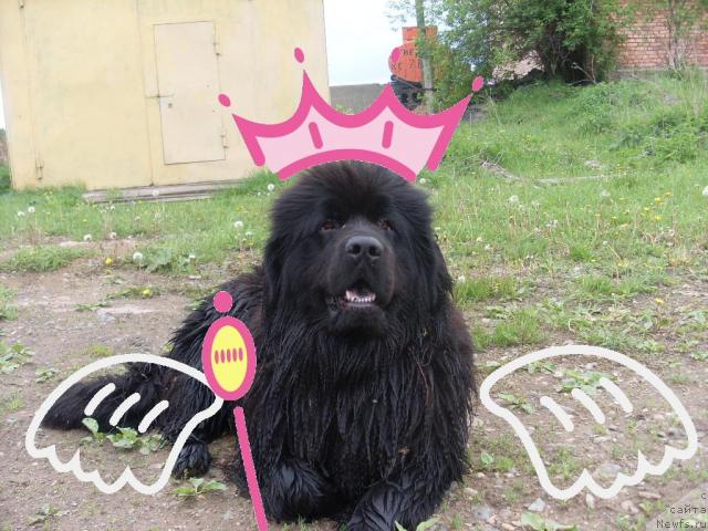 Фотография № 16265